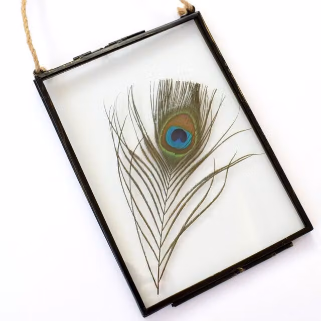 Amaya Rose Ltd Real Peacock Feather Floating Picture Frame in Black and Gold