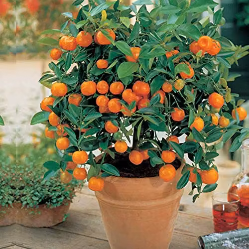 Thompson & Morgan Scented Evergreen Orange Tree Citrus Fruit Houseplant, 2 x 9cm Pots – 2