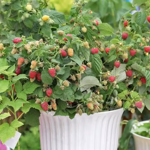 Thompson & Morgan Little Sweet Sister Patio Raspberry Plant, Autumn Fruiting Red Berry Bush, 3 Litre Pot – 1