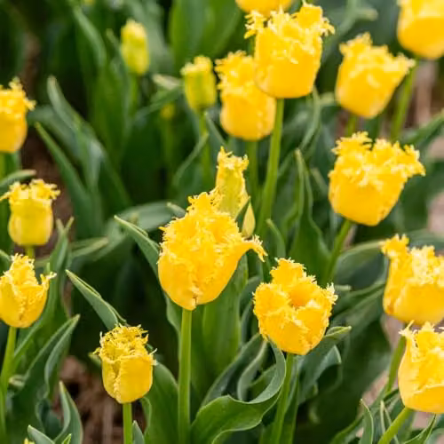 Thompson & Morgan Tulip Sunny Time Hardy Perennial Fringed Yellow Spring Bulbs, 16 Bulbs – 2
