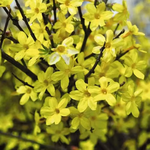 Thompson and Morgan Jasminum Nudiflorum Winter Jasmine Hardy Climber with Canary Yellow Flowers, 2 x 9cm Pots and Tower Pot – 1