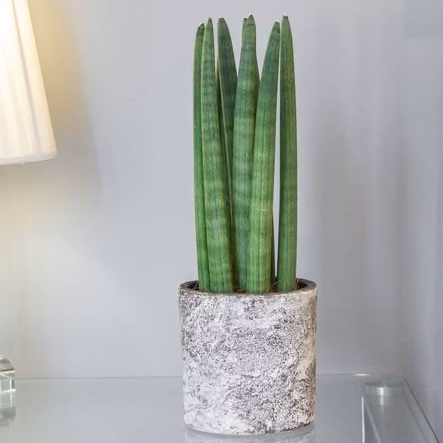 Primrose Sansevieria Cylindrica Straight Snake Plant in a 12cm Pot, Height: 40cm, Green