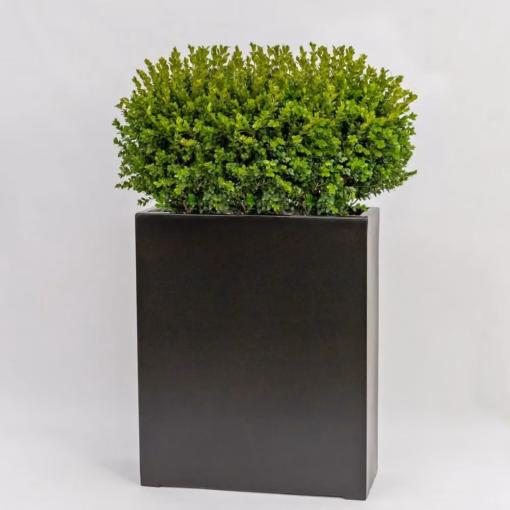 Primrose Black Polystone Stone Effect Tall Trough Outdoor Planter Pot Height: 72 cm – 2