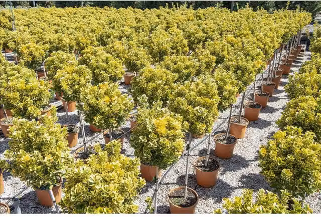 Direct Plants Euonymus Aureomarginata Evergreen Standard Ornamental Tree, Green, Silver and Gold, 3ft, 7 Litre Pot