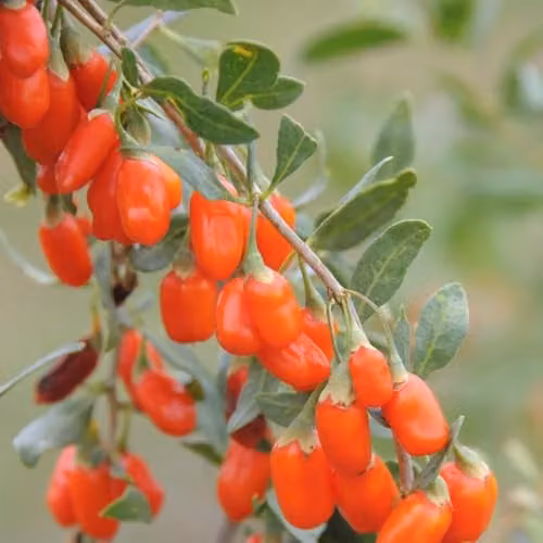 Thompson & Morgan Goji Berry No.1 Lifeberry Fruit Bush, 3 x 9cm Pots