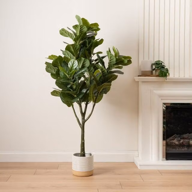 Scottish Everlastings Ltd 150 cm Green Fiddleleaf Tree in Pot