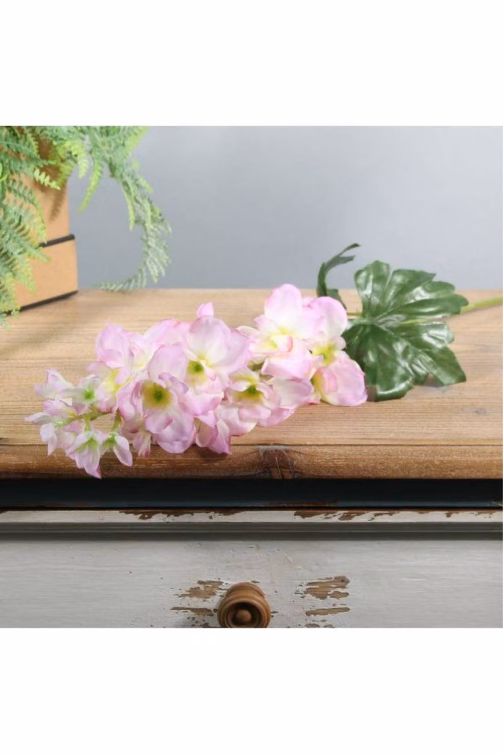 KDMD Cream Pink Arundel Garden Delphinium 5 Pack – 2