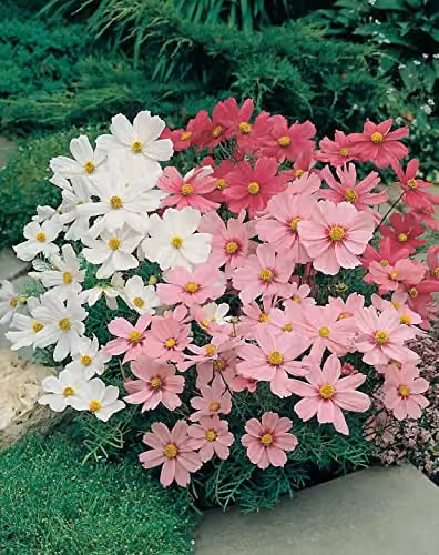 Johnsons 18817 Cosmos Dwarf Sensation Mixed Multicolour Flower Seeds – 3