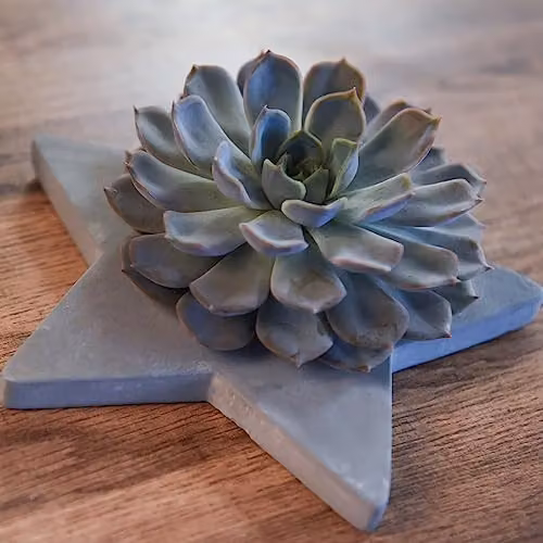 Thompson & Morgan Echeveria Mix Succulent in Grey Star Pot with Blue, Green and Grey Tones – 2