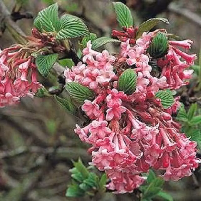 Direct Plants Viburnum Dawn Fragrant Winter Flowering Pink Ornamental Shrub, 2 Litre Pot