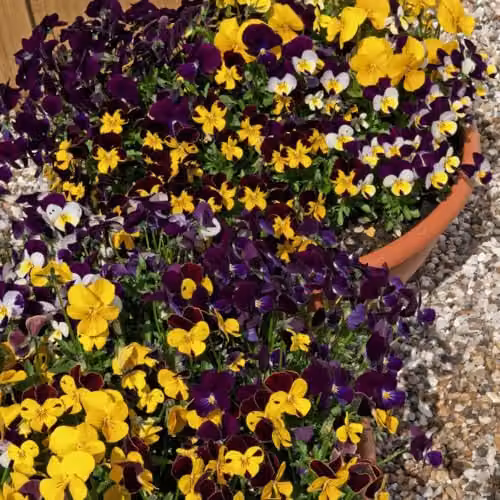 Thompson & Morgan Viola Pot Pourri Mixed Flower Seeds, Multicolour, 50 Seeds – 2