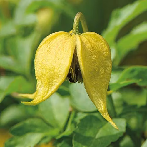 Thompson & Morgan Clematis Little Lemons Yellow Flowering Climbing Shrub in 7cm Pot – 2