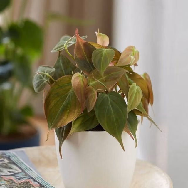 Primrose Philodendron Micans Sweetheart Heart-Leaf Indoor Plant in a 12cm Green Pot, Height: 10cm