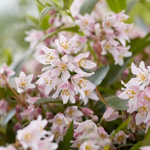 YouGarden Deutzia Million Stars Pink Carpet Ornamental Ground Cover Shrub – 2