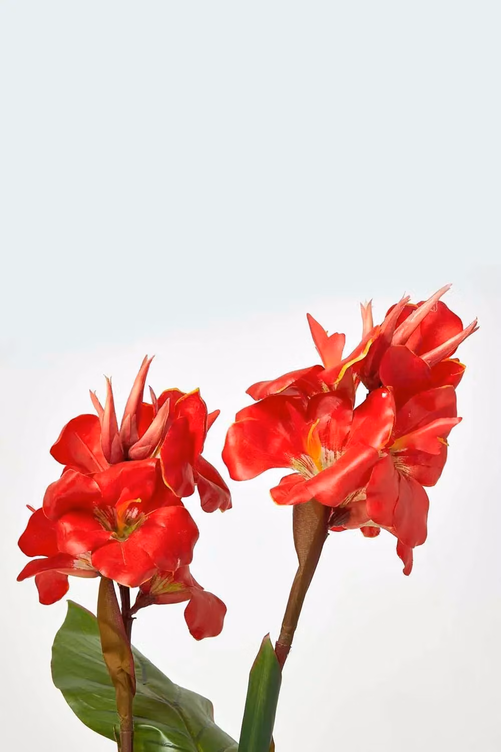 Homescapes Artificial Canna Lily Plant in Green and Red, Height: 90 cm – 4