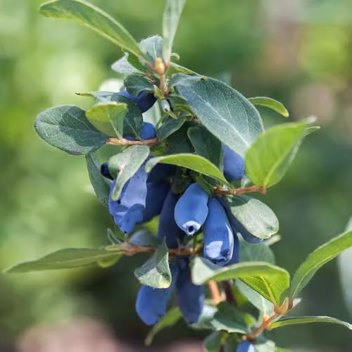 YouGarden Lonicera kamschatiana Honeyberry Altaj Plant in 1.7 Litre Pot – 1