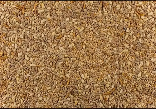 Johnston & Jeff Robin & Songbird Wild Bird Food Mix, 2kg, Multicolour – 2