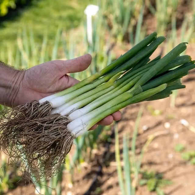 Marshalls Garden White Lisbon Winter Hardy Spring Onion Seeds