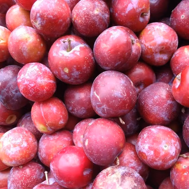 Direct Plants Prunus Victoria Plum Fruit Tree, 2-3 Years Old, 7L Pot