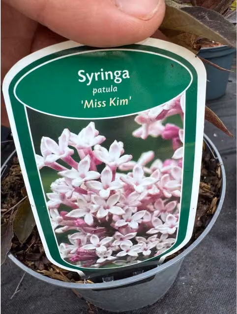 Direct Plants 2x Mixed Extra Large Syringa Dwarf Lilac Ornamental Shrubs in 3L Pots, Green, Pink and Purple