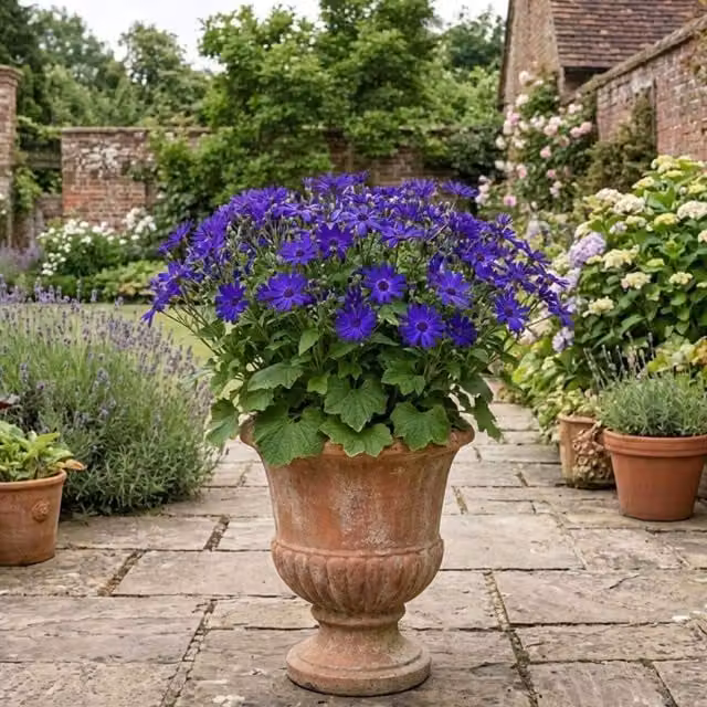 Plants By Post Senetti Violet Large Specimen Bedding Plant, Purple, 6.5L