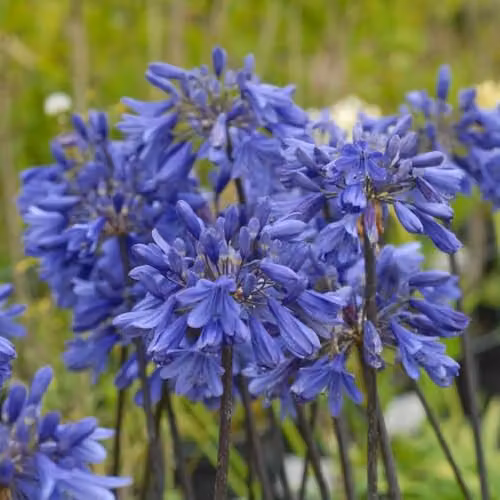 Thompson & Morgan Agapanthus Ever Duo White and Blue Flowering Perennials, 2 x 9cm Pots – 3