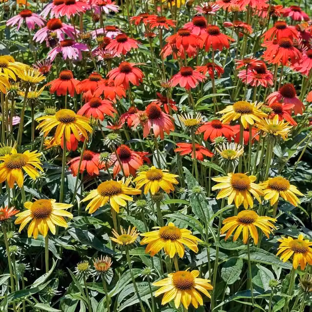 Marshalls Garden Echinacea Perennial Plant Collection of 3 Multicolour Coneflowers for Ornamental Gardens