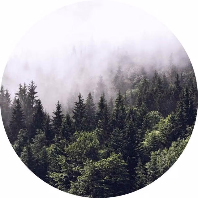 Foggy Forest Round Wall Mural in Green