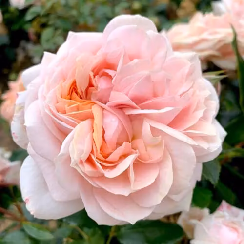 Thompson & Morgan Rose Joie de Vivre Floribunda Shrub with Pink and Peach Ruffled Blooms, 2 Bare Roots – 3