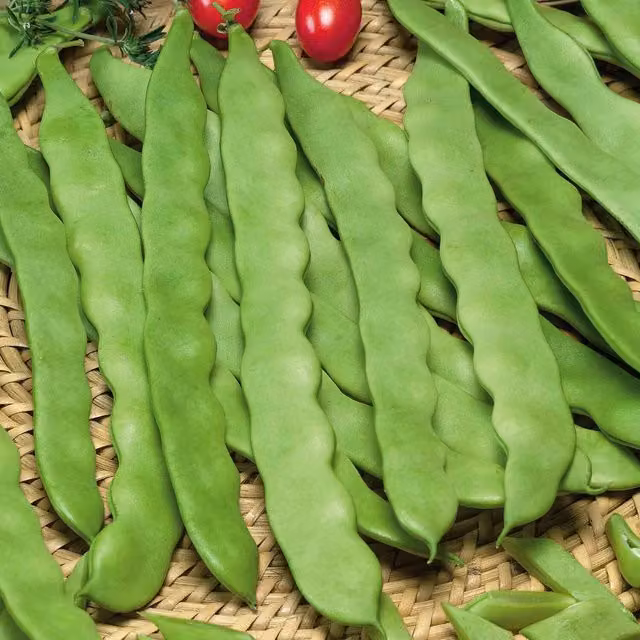 Marshalls Garden Algarve Climbing French Bean Seeds, Stringless, Green