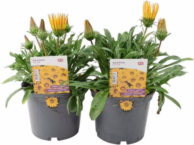 Plants by Post Gazania Yellow Summer Flowering Bedding Plants, 2 x 1L Pots