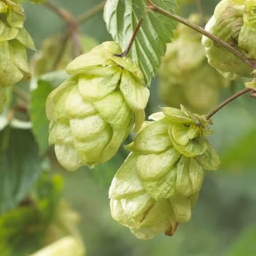 Thompson & Morgan 2x Humulus lupulus Hardy Garden Climber Hop Plants, Summer Flowering Perennial, 9cm Pot