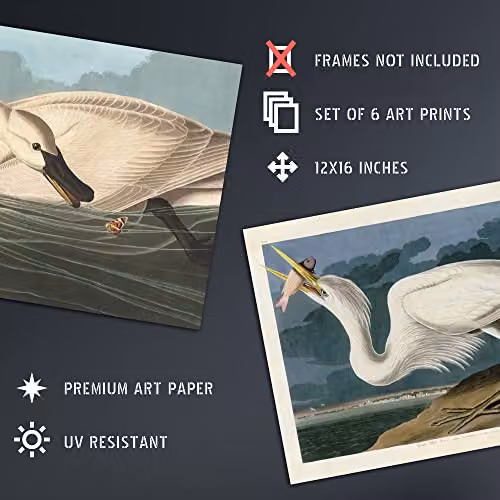 Artery8 Vintage Audubon Birds Collection Set of 6 Unframed Wall Art Paper Posters, Multicolour, W: 30.0 cm, H: 41.0 cm – 4