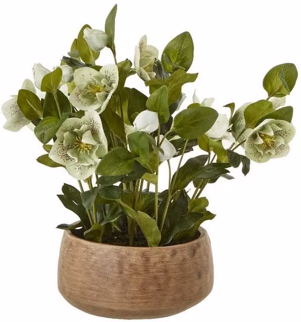 Lemon Pavilion Furniture and Decor Potted Hellebore Plant in Green and Taupe, W: 38 cm, D: 38 cm, H: 41 cm – 1