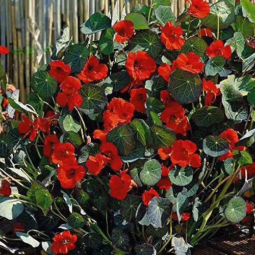 Thompson and Morgan Dwarf Nasturtium Princess of India Seeds, Red Blooms, 30 Seeds per Packet