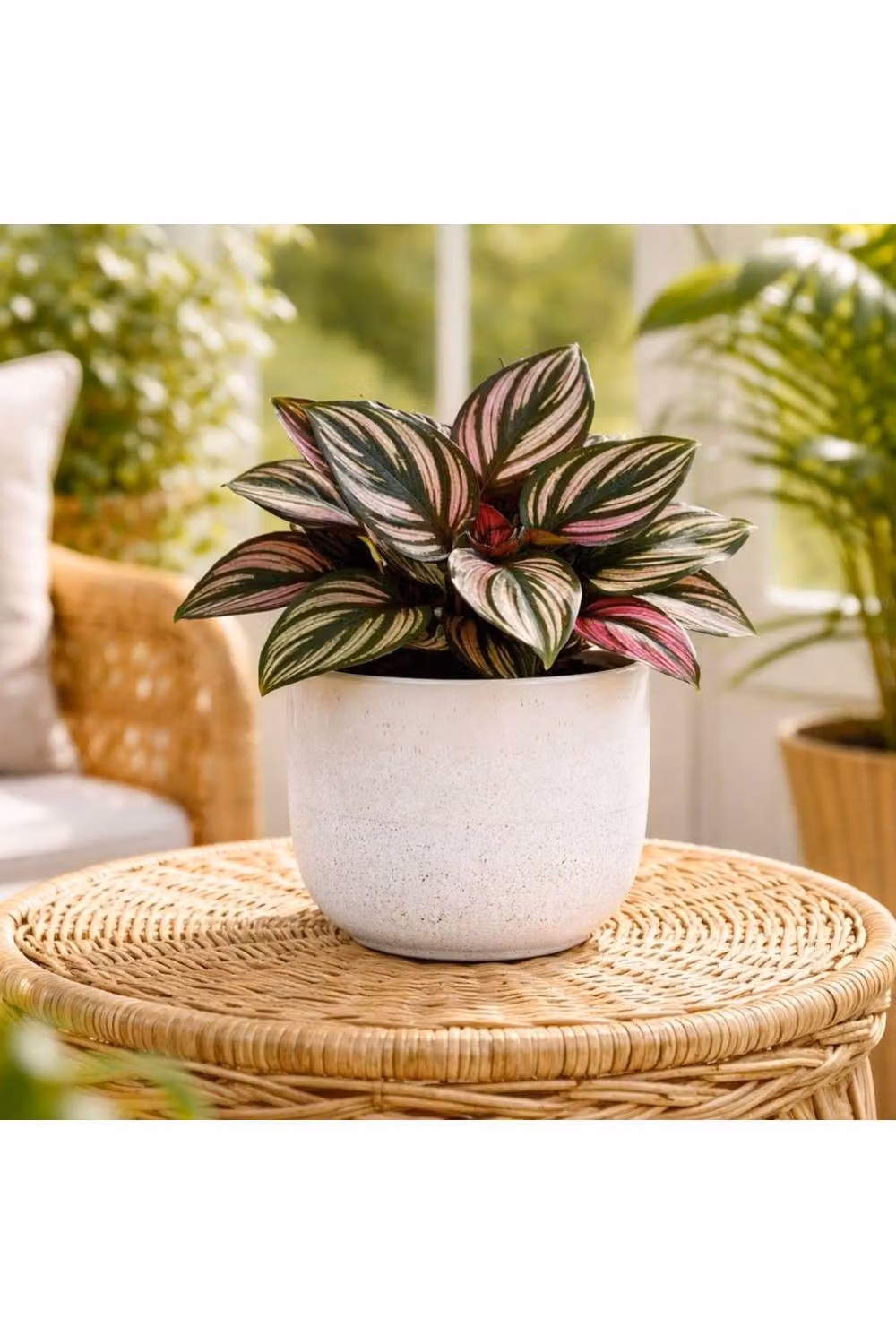 KDMD Hortus White Bordeaux Stoneware Pot, 2 Pack, H 11 cm x Dia 12.5 cm – 2