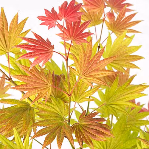 Thompson and Morgan Acer palmatum Moonrise Shirasawa Maple Ornamental Tree, 1 x 15cm Pot