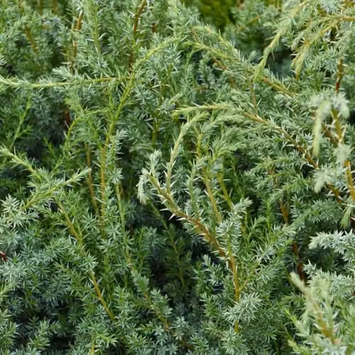 Thompson & Morgan Nurseryman’s Choice Conifer Collection of 6 Mixed Evergreen Garden Trees and Shrubs in 9cm Pots – 3