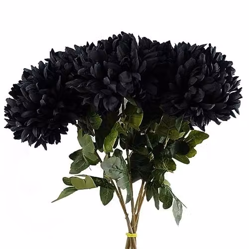 Leaf Pack of 6 Black Textile Artificial Extra Large Reflex Chrysanthemum, Height: 75 cm