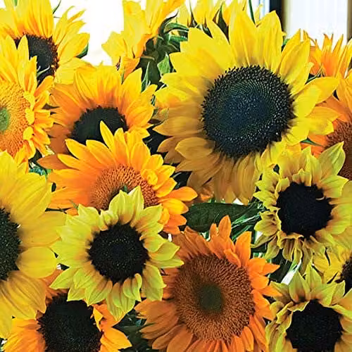 Thompson and Morgan Sunflower Van Gogh Helianthus Annuus Yellow Flower Seeds, 20 Seeds per Packet – 2
