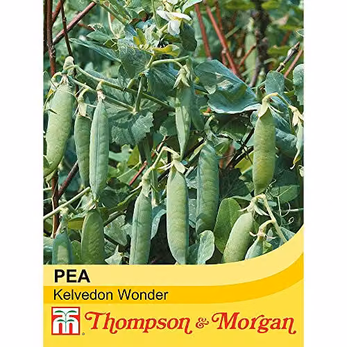 Thompson and Morgan Kelvedon Wonder Pea Garden Seeds, 150 Seeds – 2