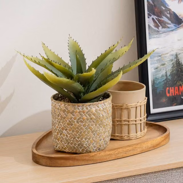 Scottish Everlastings Ltd Green Aloe Succulent in a Round Rattan Basket – 1