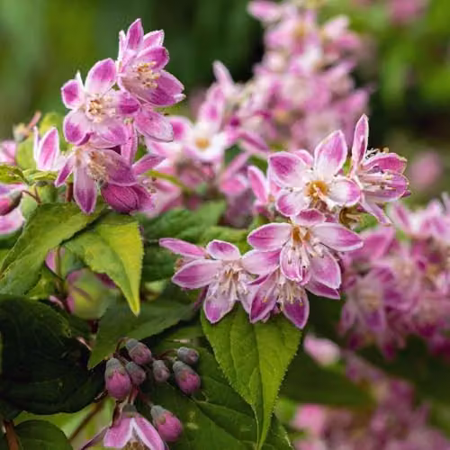 Thompson and Morgan Dwarf Deutzia rosea Yuki Cherry Blossom Deciduous Hardy Shrub with White and Pink Blooms, 3-Litre Potted Plant – 2