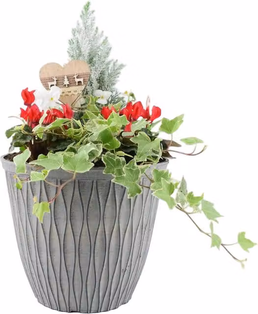 Plants by Post Red Festive Outdoor Winter Planter with 1L Pot, Diameter: 26 cm