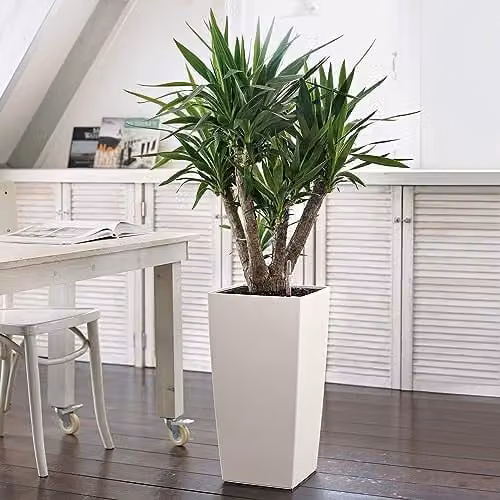 Lechuza CUBICO Color 30 Self Watering Planter in White for Indoor and Outdoor Use, H: 56.5 cm, W: 30 cm, D: 29.5 cm – 3