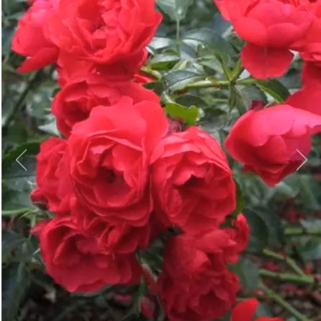 Plants by Post Scarlet Rose Groundcover Ornamental Shrub, Red, 4L