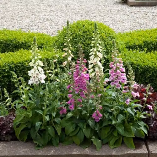 Thompson & Morgan Digitalis Dalmatian Mixed Foxglove 42 Plug Plants, Multicolour Hardy Biennials for Cottage Gardens and Borders – 2