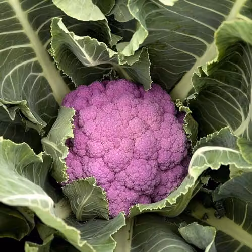 Thompson & Morgan Cauliflower DePurple F1 Seeds, Lavender-Blue Florets, 12 Seeds per Packet