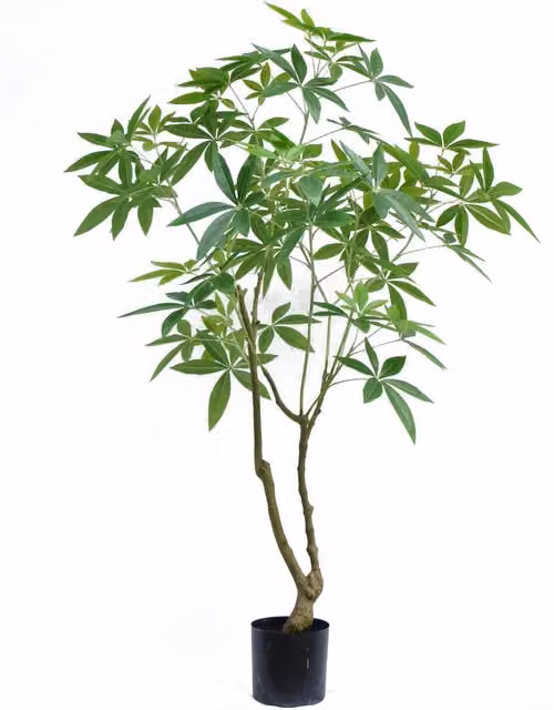 Botanik Realistic Artificial Money Tree Pachira, Green and Black, Height: 150 cm
