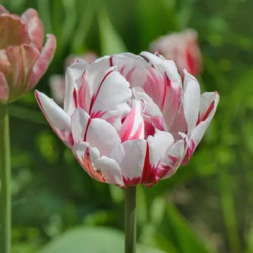 YouGarden Tulip Carnaval de Nice Spring Flowering Bulbs, 20 Bulbs, Red, White and Multicolour – 3